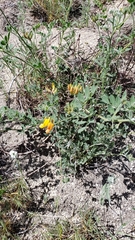 Acmispon grandiflorus grandiflorus