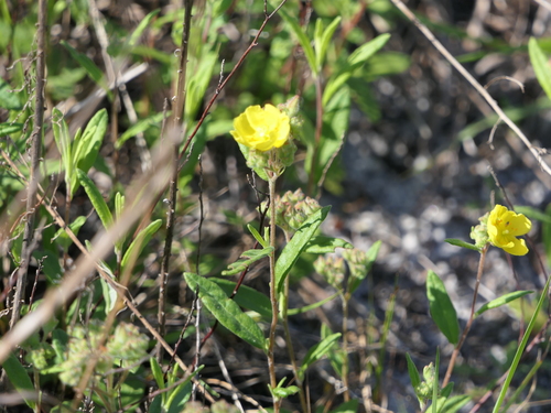 Crocanthemum corymbosum image
