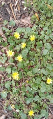 Ficaria verna