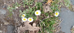 Bellis perennis