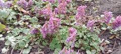 Corydalis solida