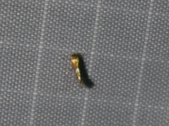 Phyllonorycter aeriferella