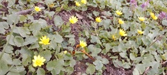 Ficaria verna
