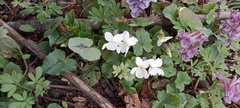 Viola odorata