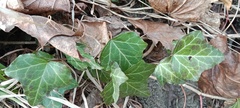Hedera helix