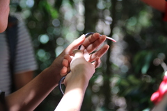 Taita Caecilian photo 2