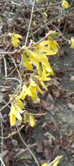 Forsythia