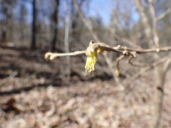 Dirca decipiens