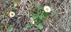 Bellis perennis