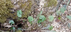Glechoma hederacea