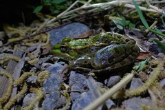 Lithobates spectabilis