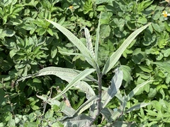 Persicaria lapathifolia lanata