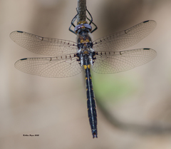 Helocordulia selysii