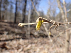 Dirca decipiens