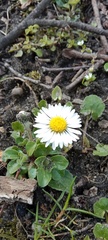 Bellis perennis