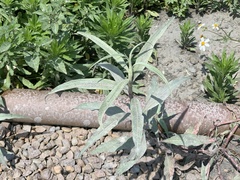 Persicaria lapathifolia lanata