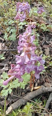 Corydalis solida