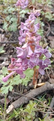 Corydalis solida
