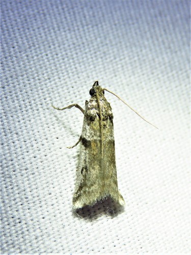 Scale-feeding Snout photo 2