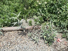 Persicaria lapathifolia lanata