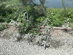 Persicaria lapathifolia lanata