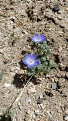 Nemophila menziesii var. integrifolia