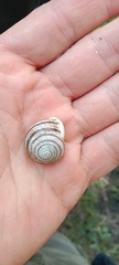 Cepaea hortensis