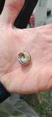 Cepaea hortensis