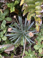 Celmisia major brevis