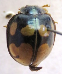 Epilachna mexicana