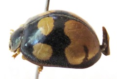 Epilachna mexicana