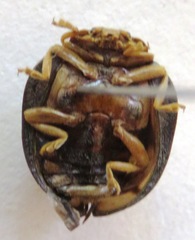 Epilachna mexicana