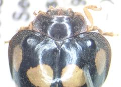 Epilachna mexicana
