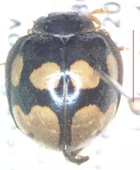 Epilachna mexicana