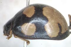 Epilachna mexicana
