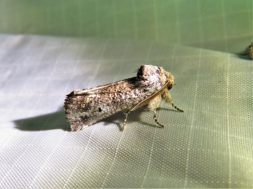Aon Moth photo 3