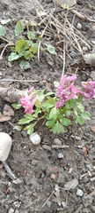 Corydalis solida