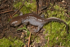 Ambystoma talpoideum