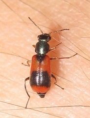 Anthocomus equestris
