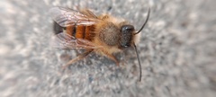 Osmia