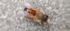 Osmia