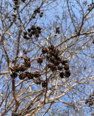 Lagerstroemia subcostata