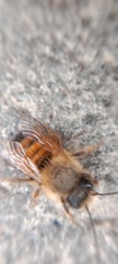 Osmia