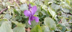 Viola odorata