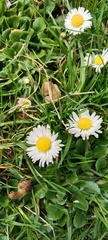 Bellis perennis