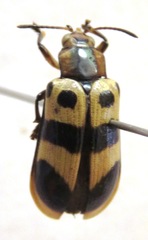 Chelobasis bicolor