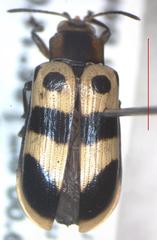 Chelobasis bicolor