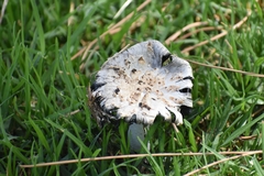 Coprinus comatus