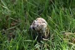 Coprinus comatus