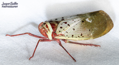 Copidocephala guttata